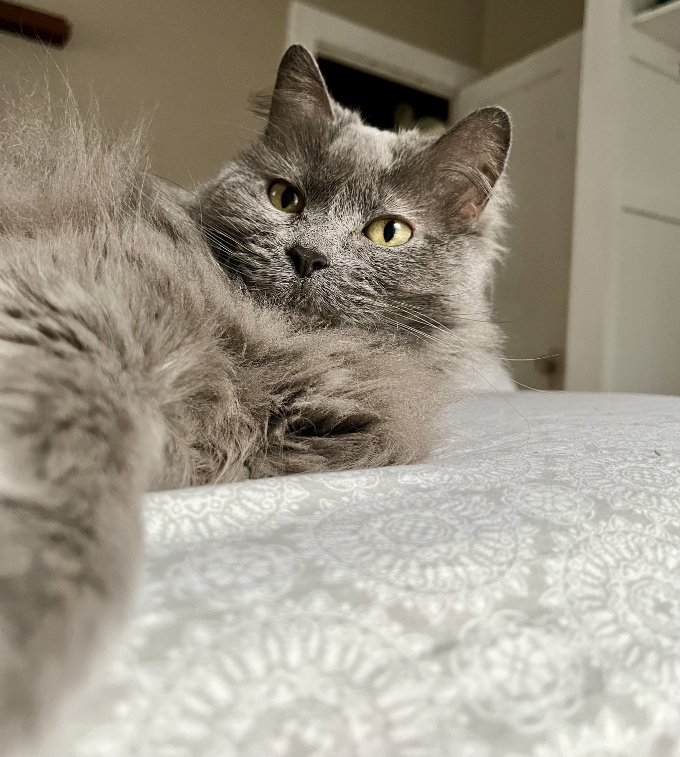 Cat laying on bed