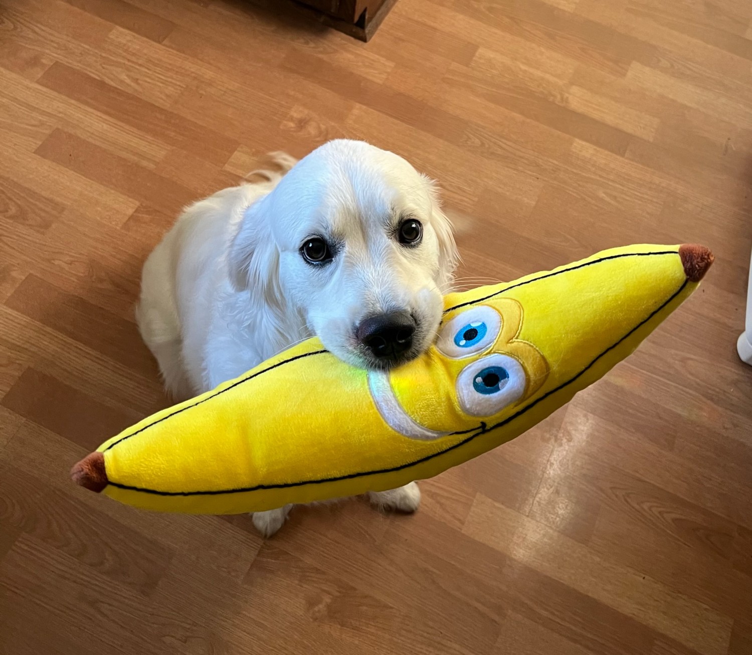 Dog with Banana Toy