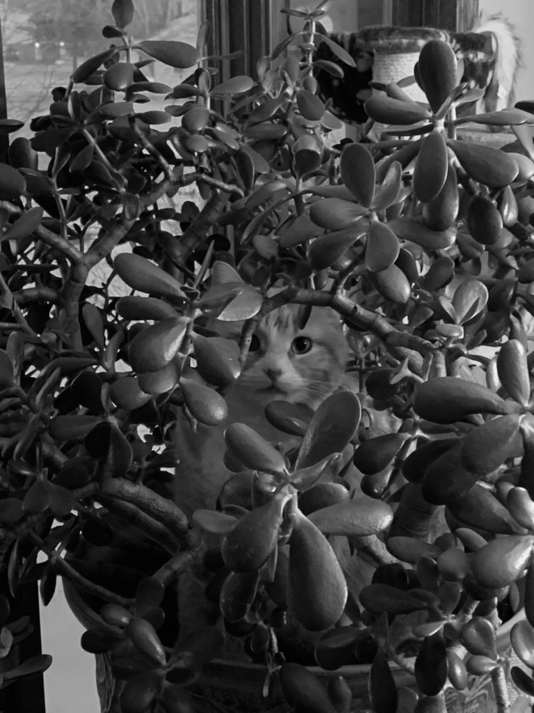 Cat in Tree Cat in Tree