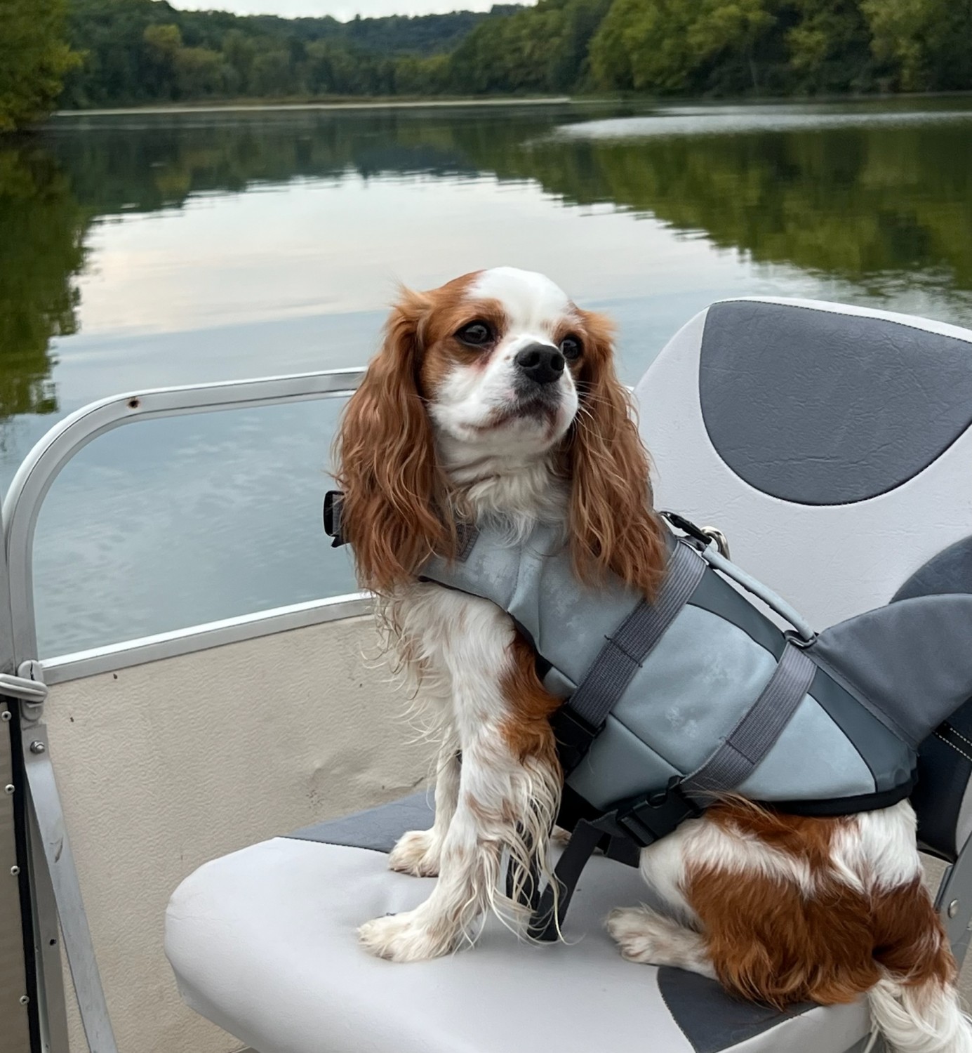 Dog on Boat