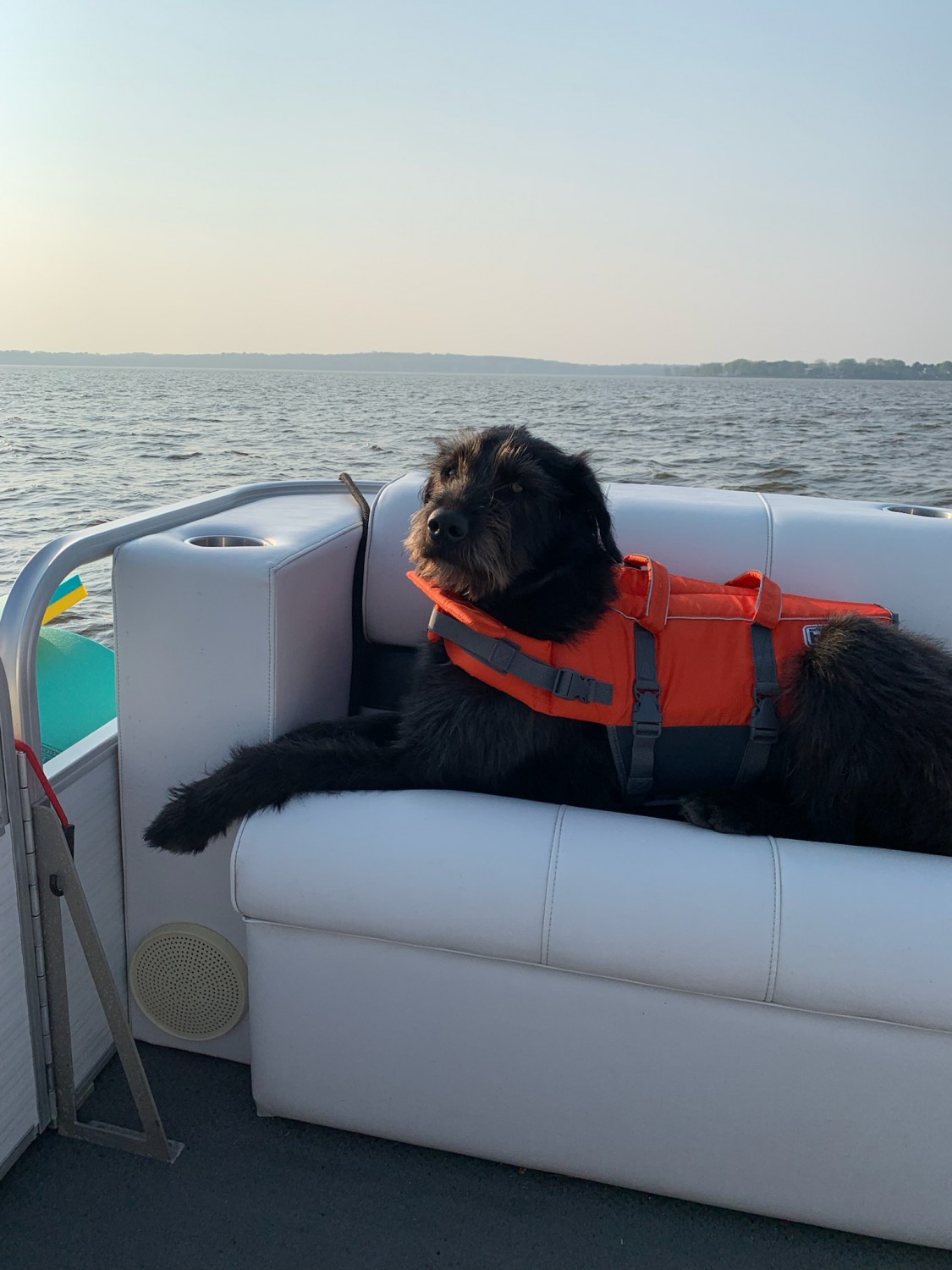 Dog on Boat