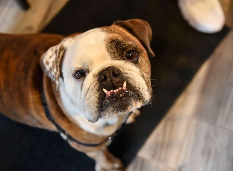 Brown and White Dog - Services Brown and White Dog - Services