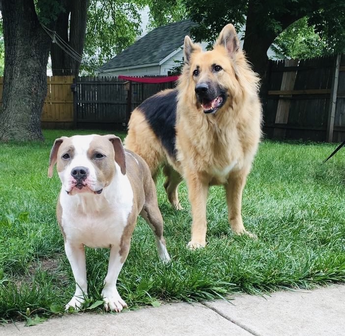 Two dogs in the grass