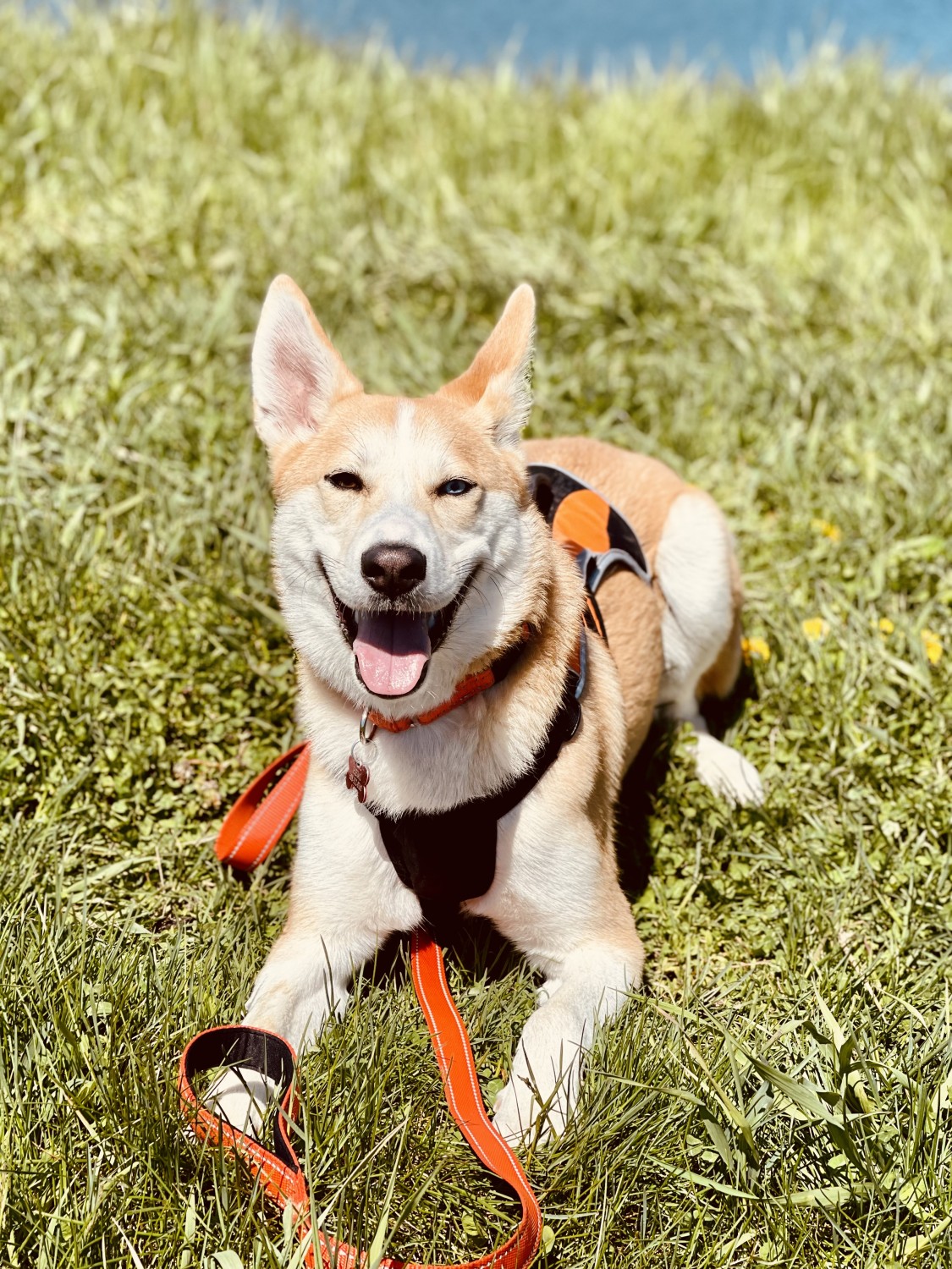 Dog laying in grass