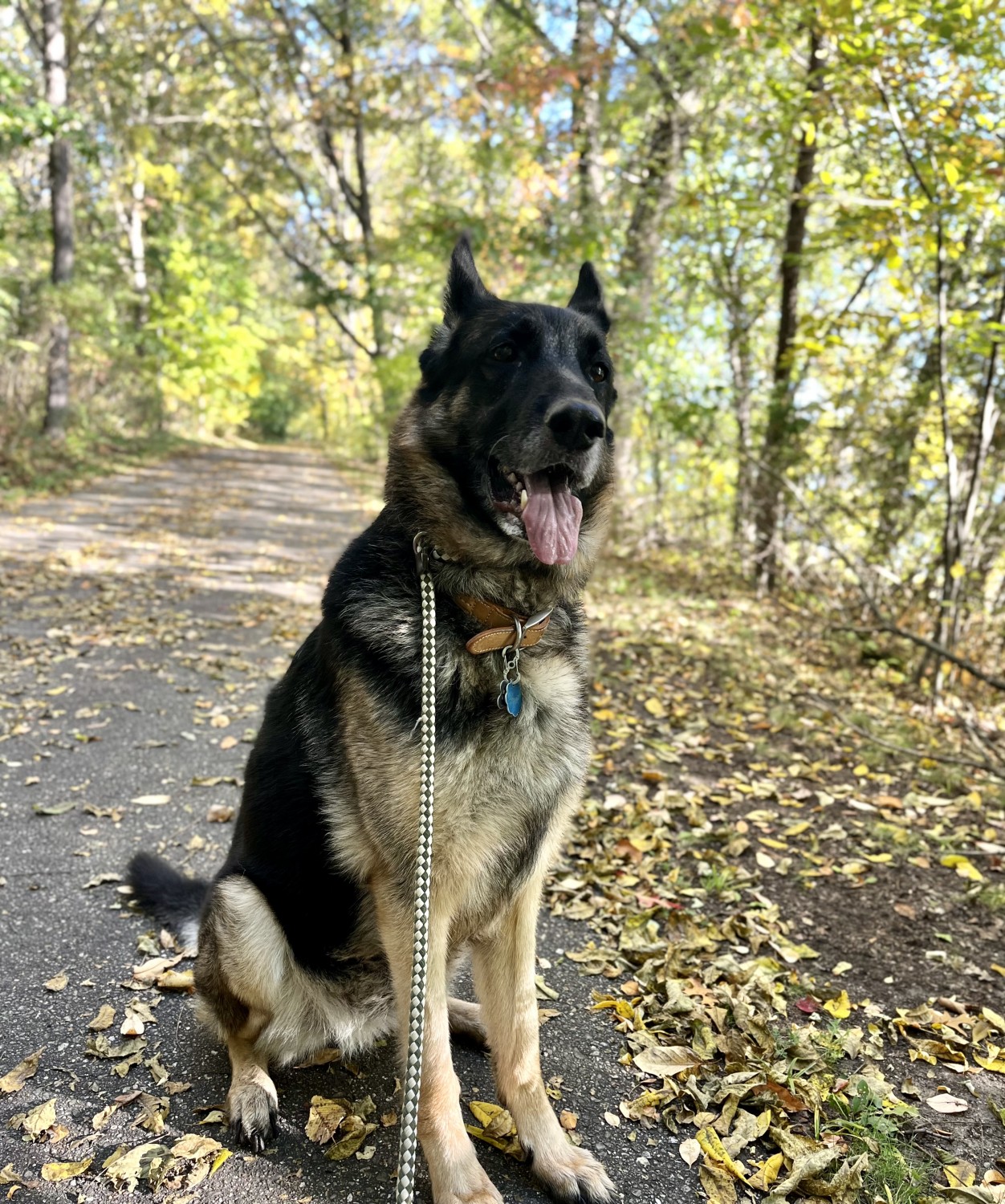 Dog on path outside