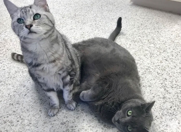 Two Grey Cats - Teamwork Two Grey Cats - Teamwork