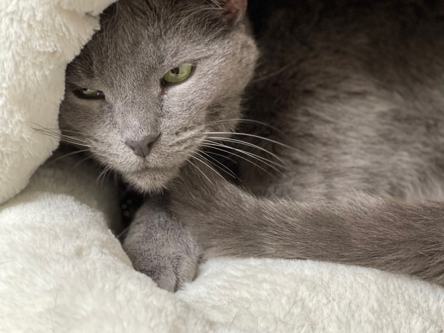 Cat on couch