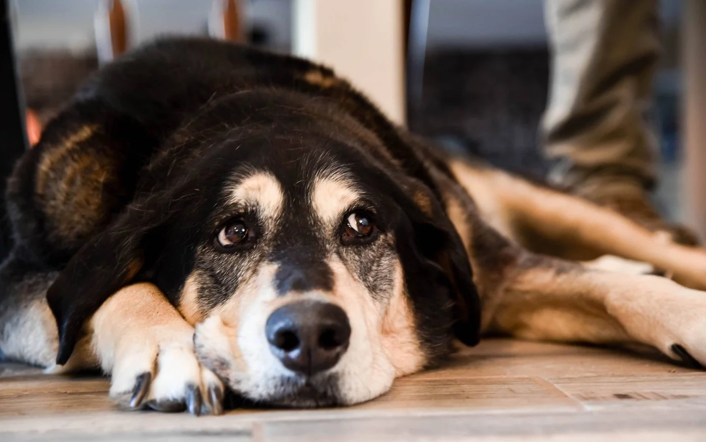 Dog laying on floor