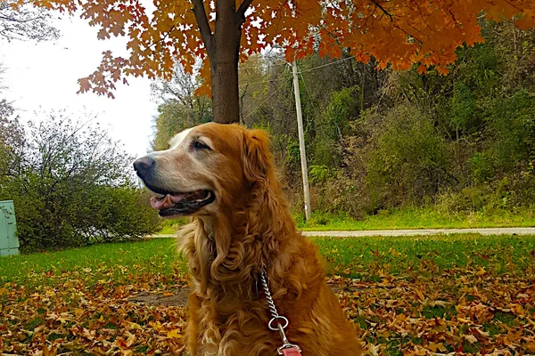 Brown and White Dog