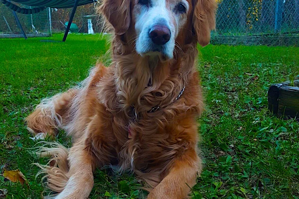 Brown and White Dog