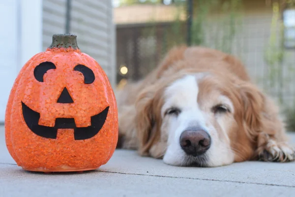 Brown and White Dog