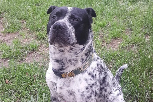 Black & White Dog